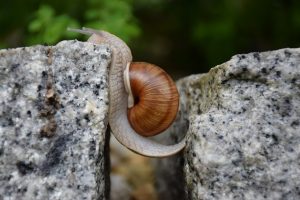 snail stuck in a gap