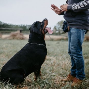 How to get a career working with animals