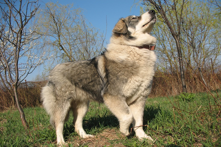 best dog breeds carpathian shepherd dog