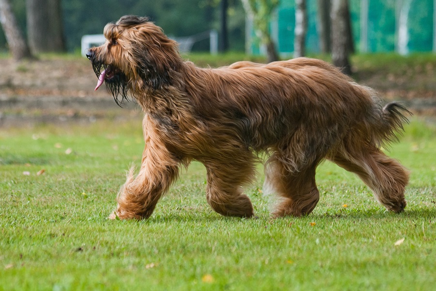 best dog breeds briard