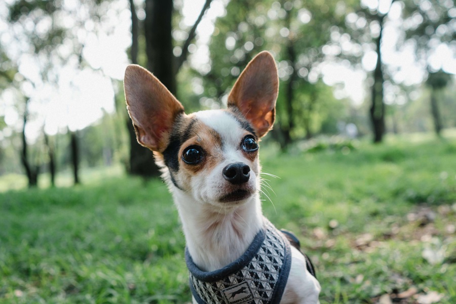 best dog breeds chihuahua