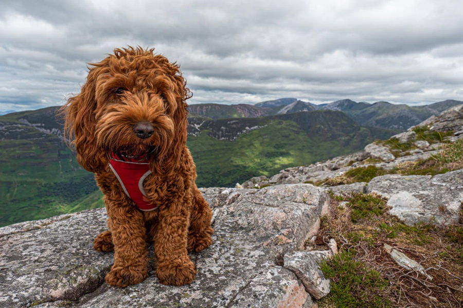 best dog breeds cockapoo