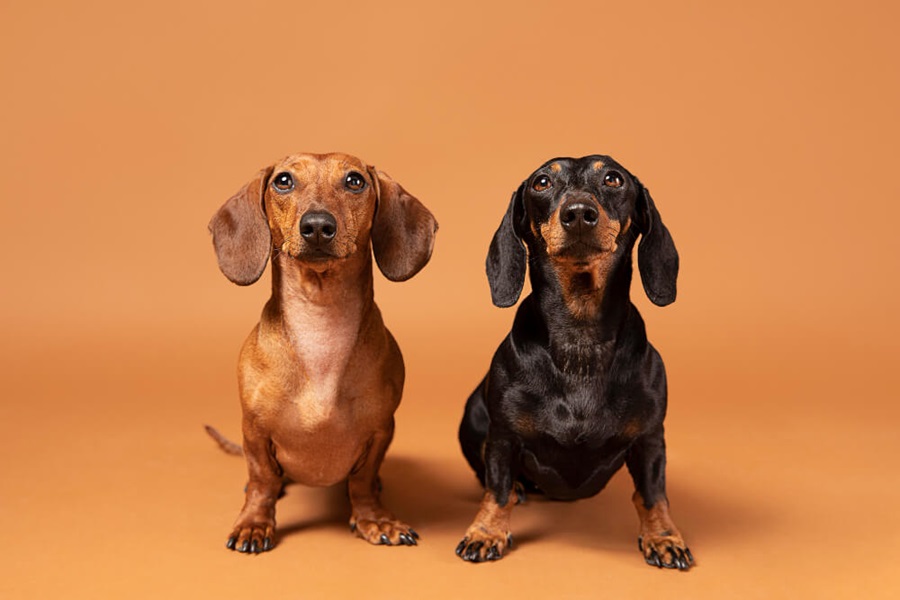 dachshund as best dog breeds