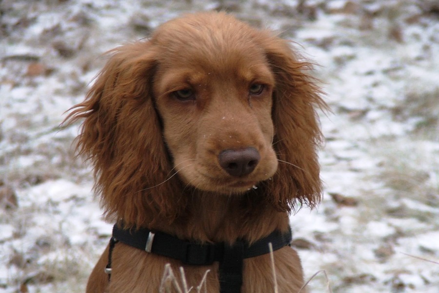 english cocker spaniel as best dog breeds