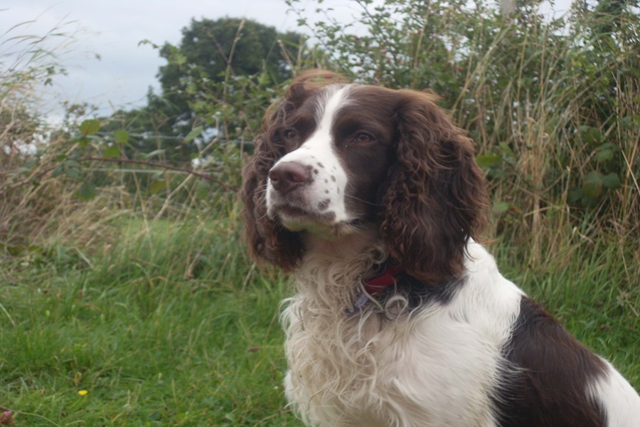 english springer spaniel as best dog breeds