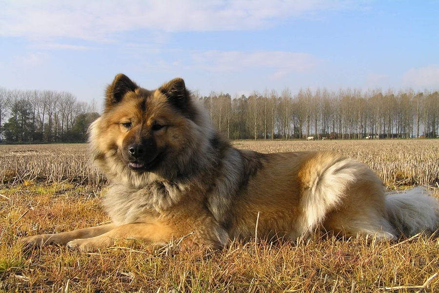 best dog breeds eurasier