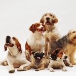 best dog breeds 2024