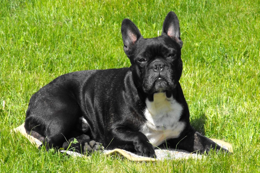 french bulldog as best dog breeds