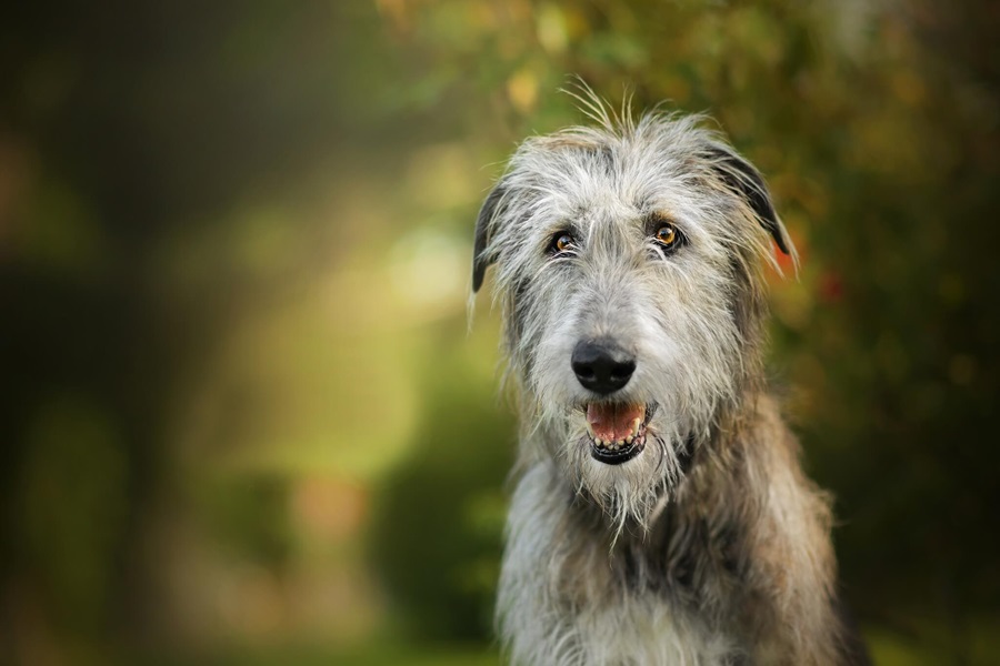 best dog breeds irish wolfhound