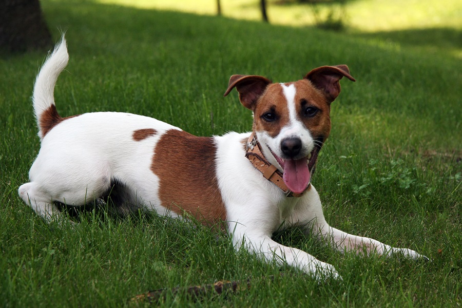 jack russell terrier as best dog breeds