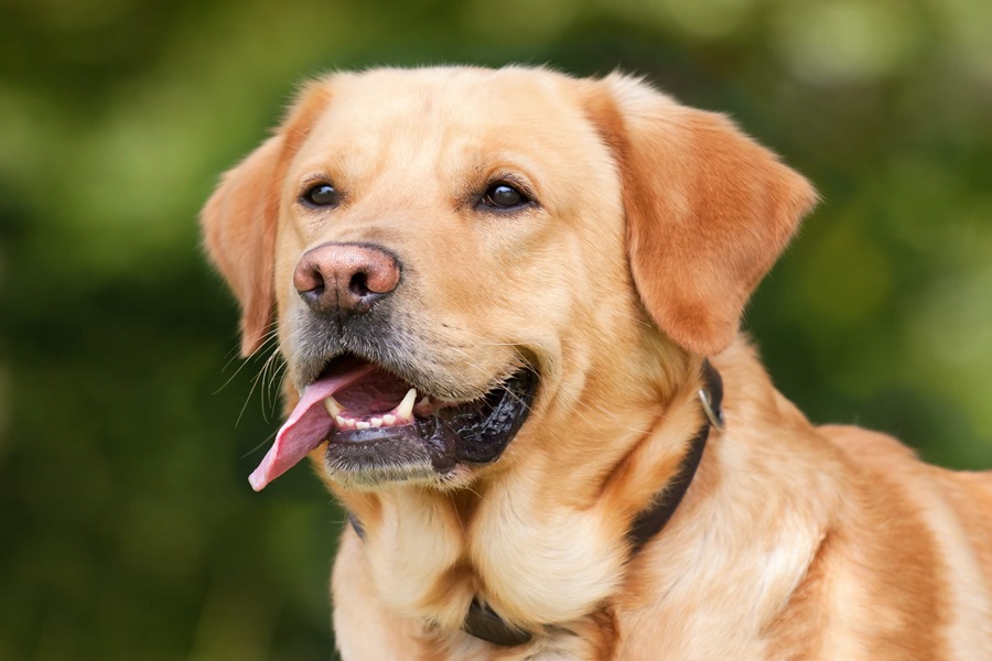 labrador retriever as best dog breeds