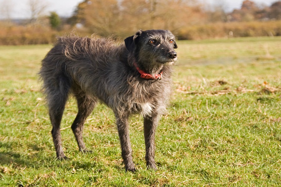 lurcher as best dog breeds 