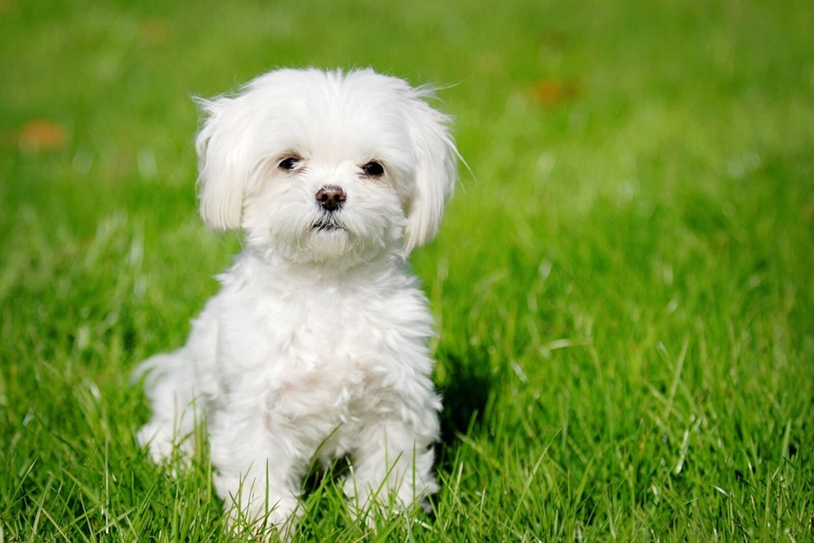 maltese best dog breeds 