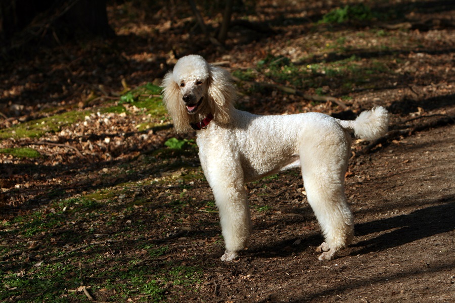 best dog breeds poodle