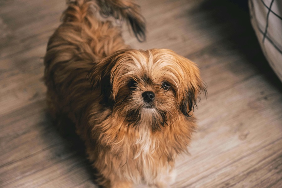 shih tzu best dog breeds 