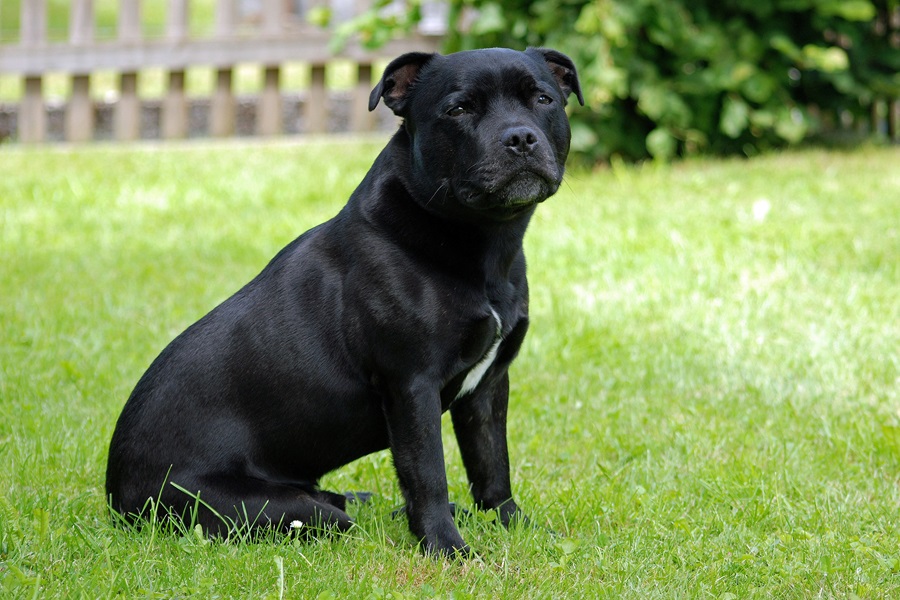 best dog breeds staffordshire bull terrier