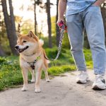how to start a dog walking business