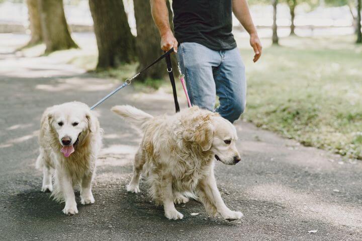 man walking two happy golden retrievers