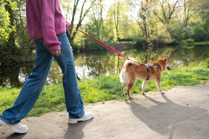 self employment careers dog walking