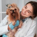 veterinarian-checking-puppy