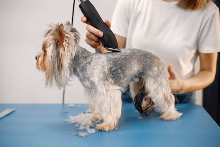 Yorkshire terrier having a hair cut